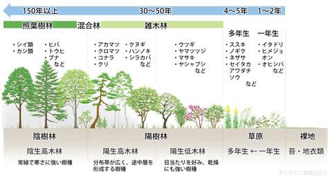 陽樹 陰樹 一覧 生物基礎|【生物基礎】第4章 植生の多様性と分布（光合成曲線・植生の遷。